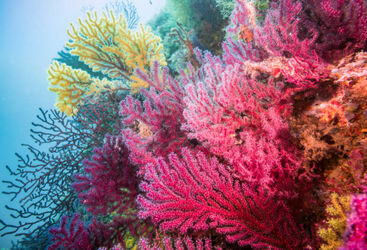 Coral in Gozo