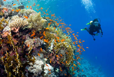 Grenada coral diving
