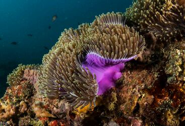 Magnificent anemone dancing along the current, Bazaruto Island, Mozambique