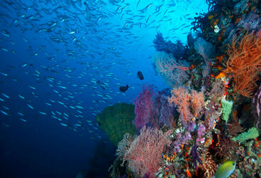 Raja Ampat diving