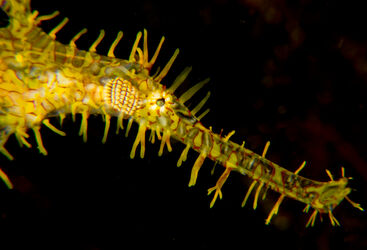 Lembeh Sea Dragon