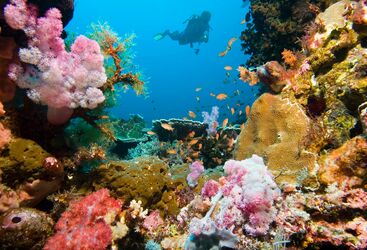 Beginner Diving in Indonesia