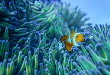 Beginner Diving in Australia