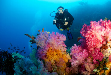 Beginner Diving Fiji
