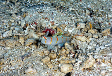 Philippines Macro Diving