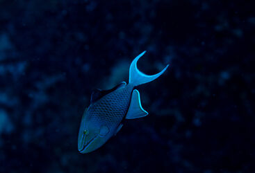 Tanzania Macro Diving