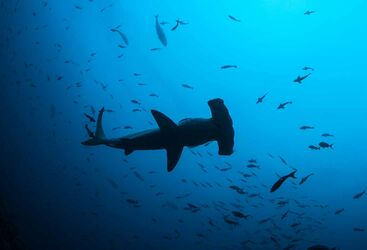 Drift diving in Cocos Island