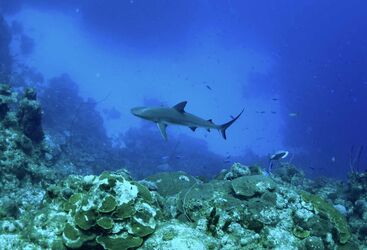 Sharks in Turks and Caicos
