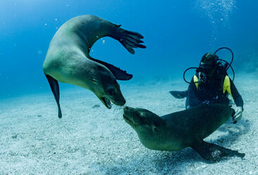 Galapagos seals