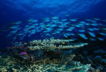 Papua New Guinea Drift Diving