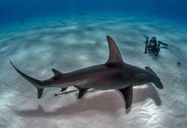 Hammerhead Shark