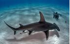 Hammerhead Shark