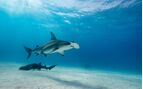 Hammerhead Shark