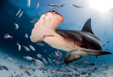 Hammerhead shark