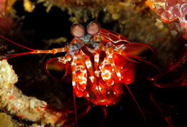 mantis shrimp