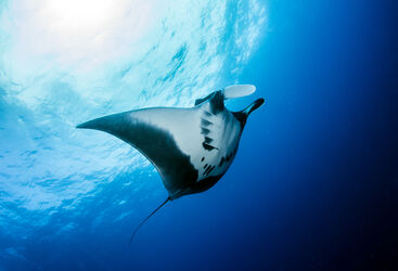 oceanic manta ray