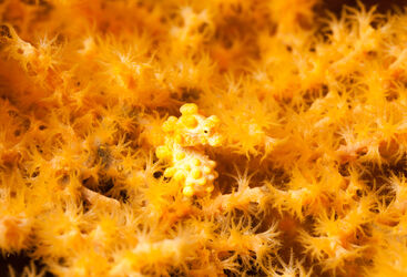 pygmy seahorse on sea fan