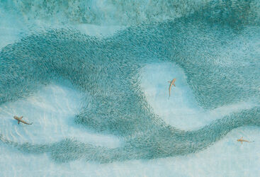 Black Tip Sharks and Minnow Shoal