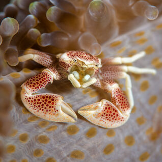 Porcelain Crab