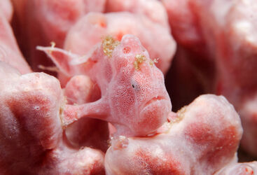 Pink Frog Fish