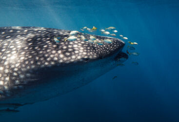Whale Shark