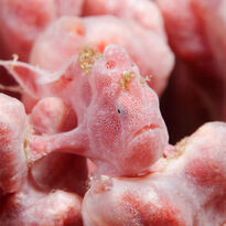 Pink Frog Fish