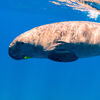 Dugong