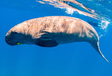 Dugong