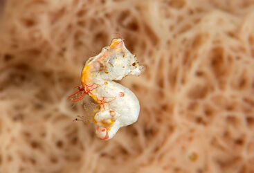 Pontohi Pygmy Seahorse