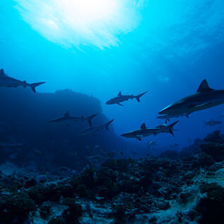 Reef Sharks