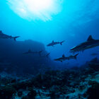 Reef Sharks