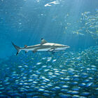 Shark and school of minnows