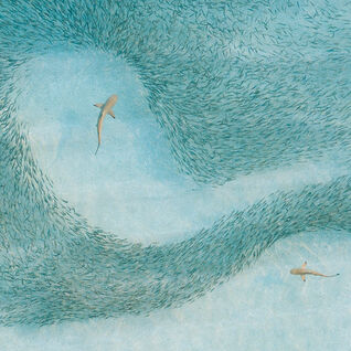 Black Tip Sharks and Minnow Shoal