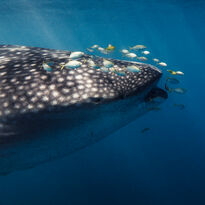 Whale Shark