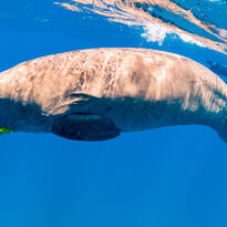Dugong