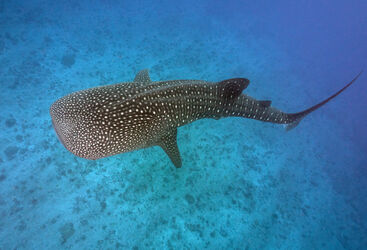 Whale Shark