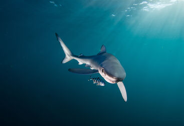 Blue Shark