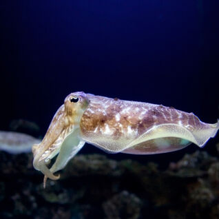 Cuttlefish