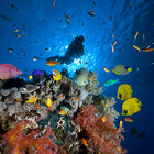 Reef, fish and diver