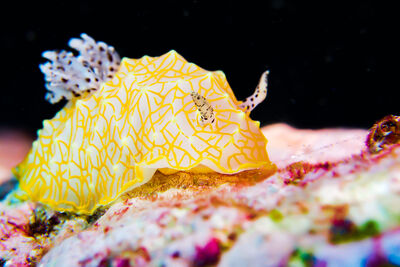 Yellow Nudibranch
