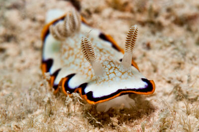 Nudibranch