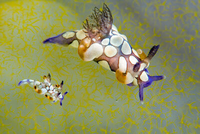 Two Nudibranchs