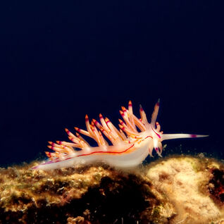 Nudibranch
