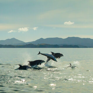 Dolphins jumping at sunset