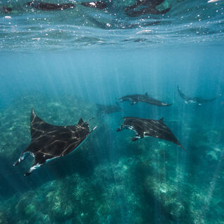 Manta Rays