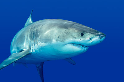 Great White Shark