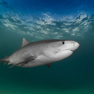 Tiger Shark