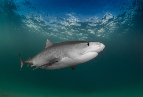 Tiger Shark