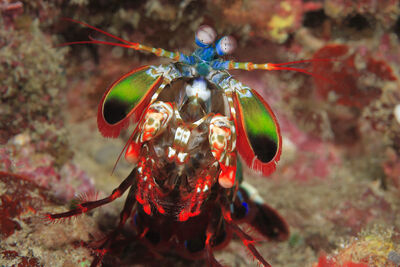 Mantis Shrimp