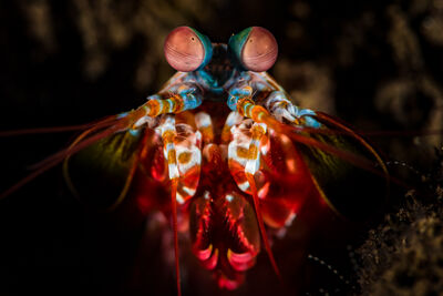 Mantis Shrimp